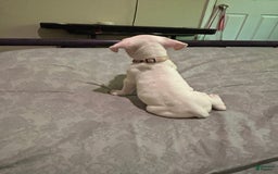 American Bully dogs for sale: Angel - Image 2
