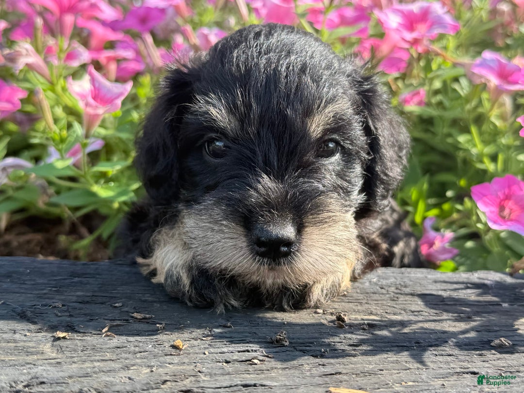 Schnoodle dogs for sale: Isaac - Image 3