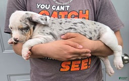 Staffordshire Bull Terrier dogs for sale: Hawks Athena - Image 1