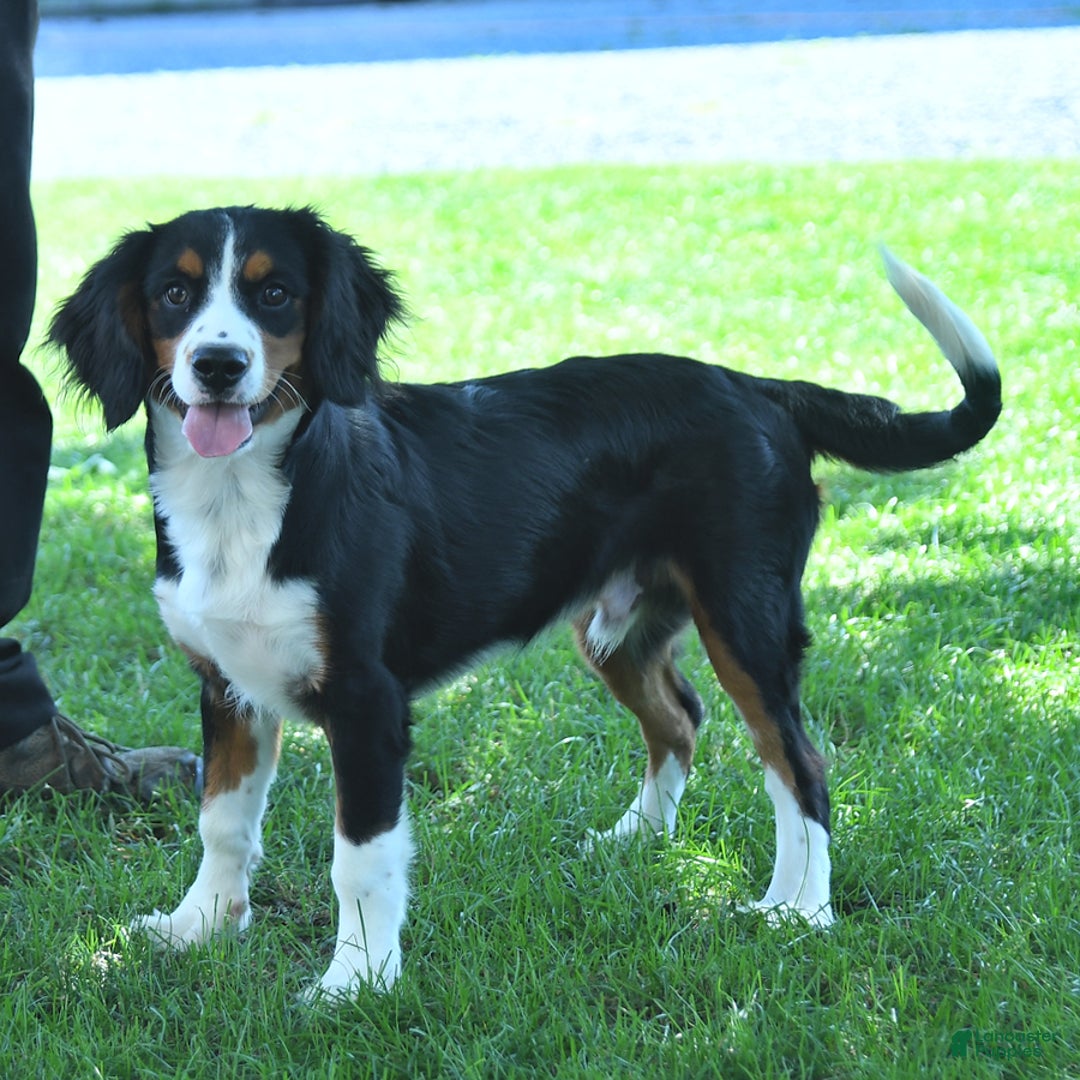 Miniature Bernese Mountain Dog dogs for sale: Timmy - Image 1