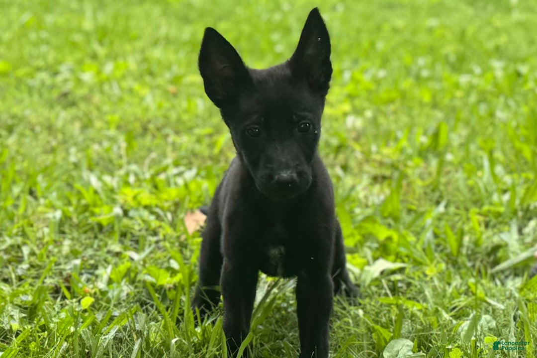 Belgian Malinois dogs for sale: Akc Certified Male 5 - Image 3