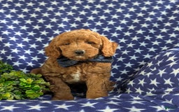 Mini Goldendoodle dogs for sale: Hunter Hypoallergenic - Image 6