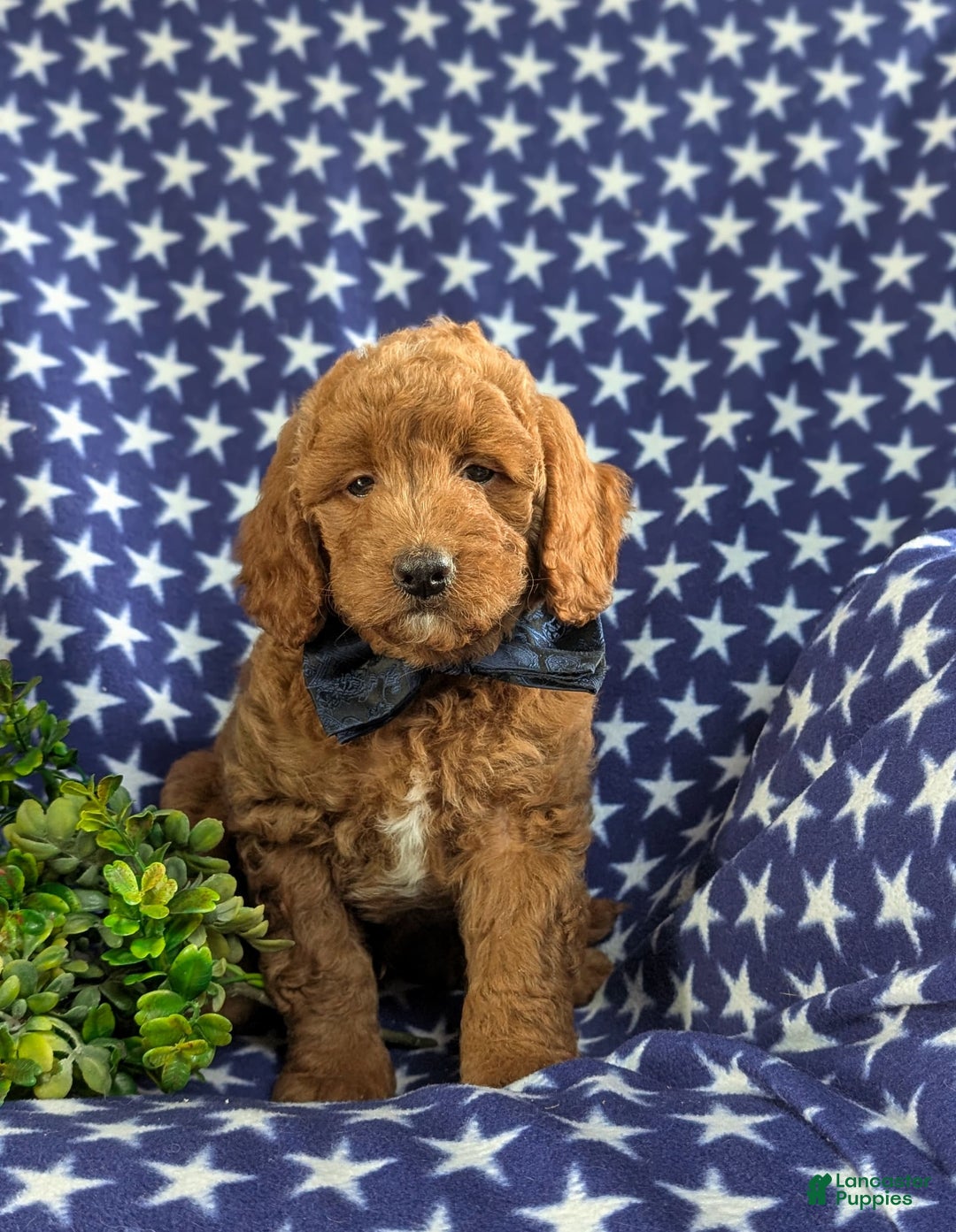 Mini Goldendoodle dogs for sale: Hunter Hypoallergenic - Image 6