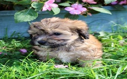 Shihpoo dogs for sale: Lila - Image 1