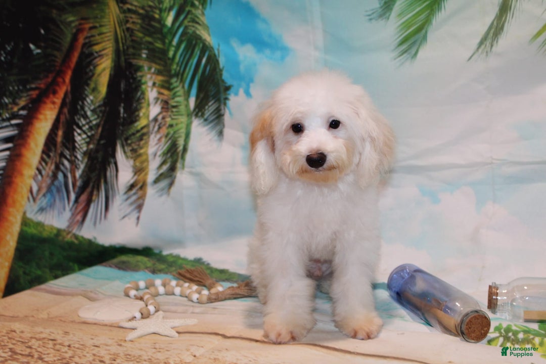 Schnoodle dogs for sale: Ranger - Image 4