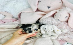 Chihuahua dogs for sale: Christine Blue Eyes - Image 1