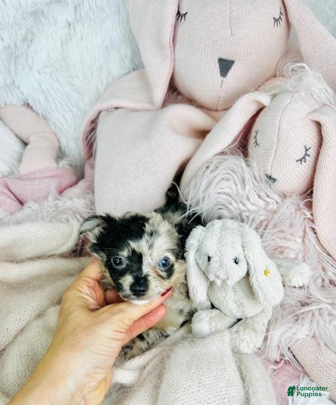 Chihuahua dogs for sale: Christine Blue Eyes - Image 1