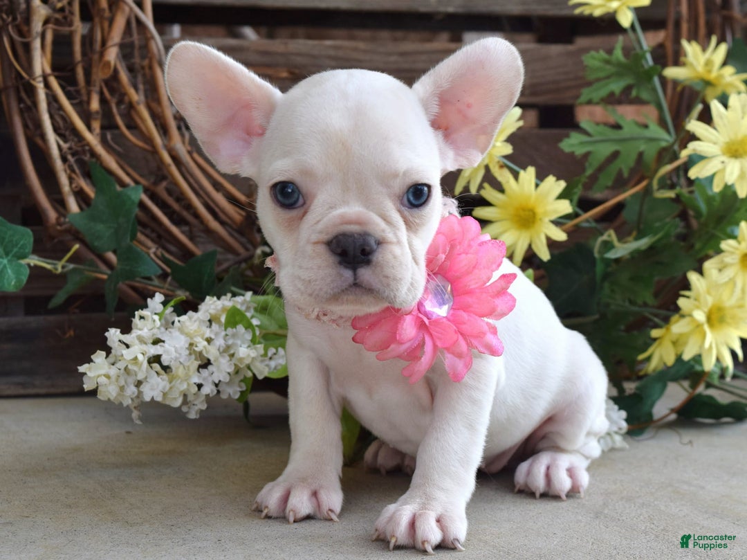 French Bulldog dogs for sale: Fargo - Image 5