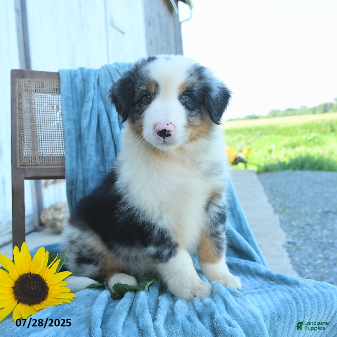 Australian Shepherd dogs for sale: Australian Shepherd 9 puppies - Image 3