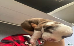 American Bully dogs for sale: Sweetums - Image 5