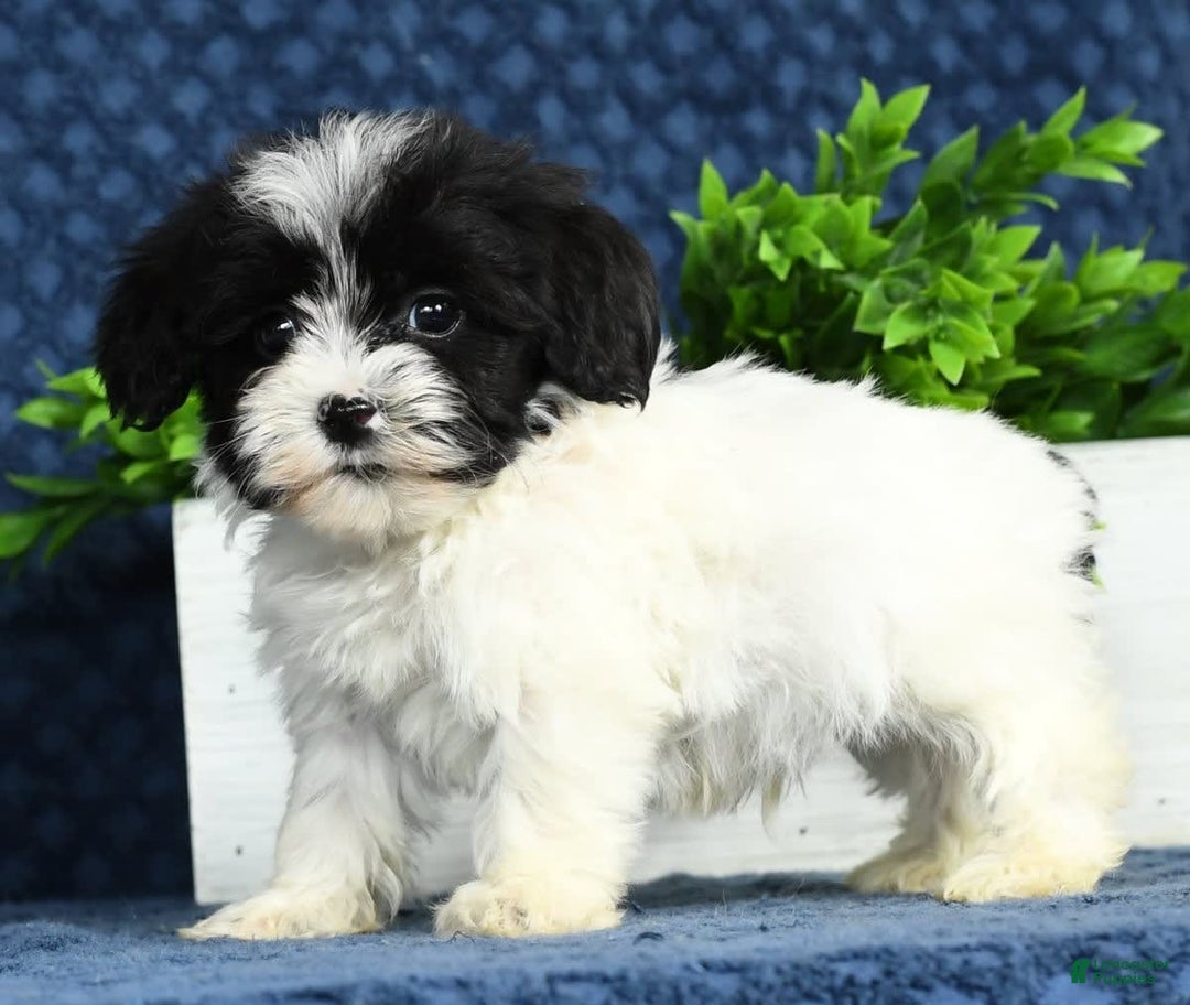 Havapoo dogs for sale: Wesley - Image 10