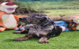 Catahoula Leopard Dog dogs for sale: Houdini 2025 Male 5 - Image 7