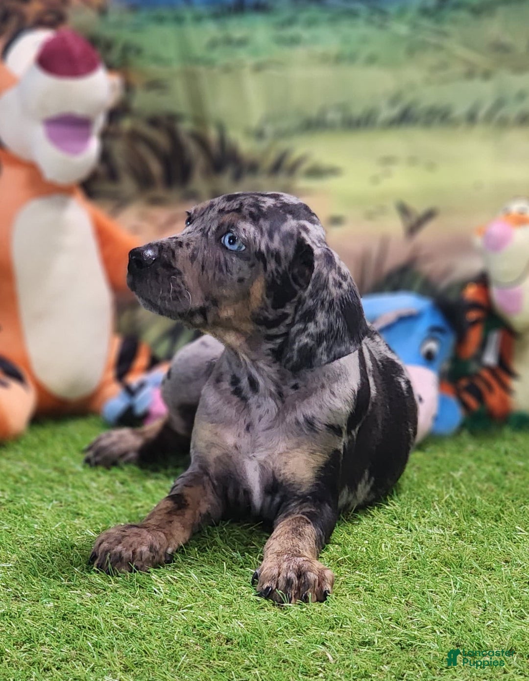 Catahoula Leopard Dog dogs for sale: Houdini 2025 Male 5 - Image 7