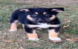 Alaskan Malamute dogs for sale: Eddie - Image 1