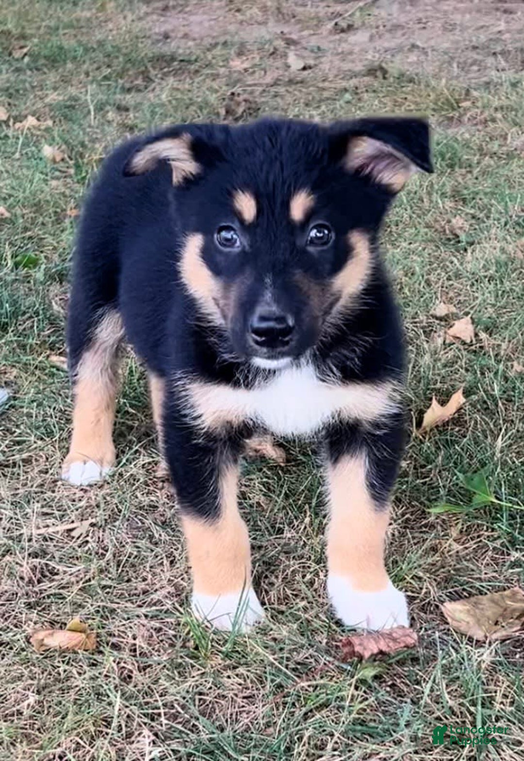 Alaskan Malamute dogs for sale: Eddie - Image 1