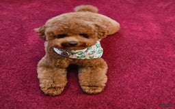 Miniature Poodle dogs for sale: Ginger - Image 8