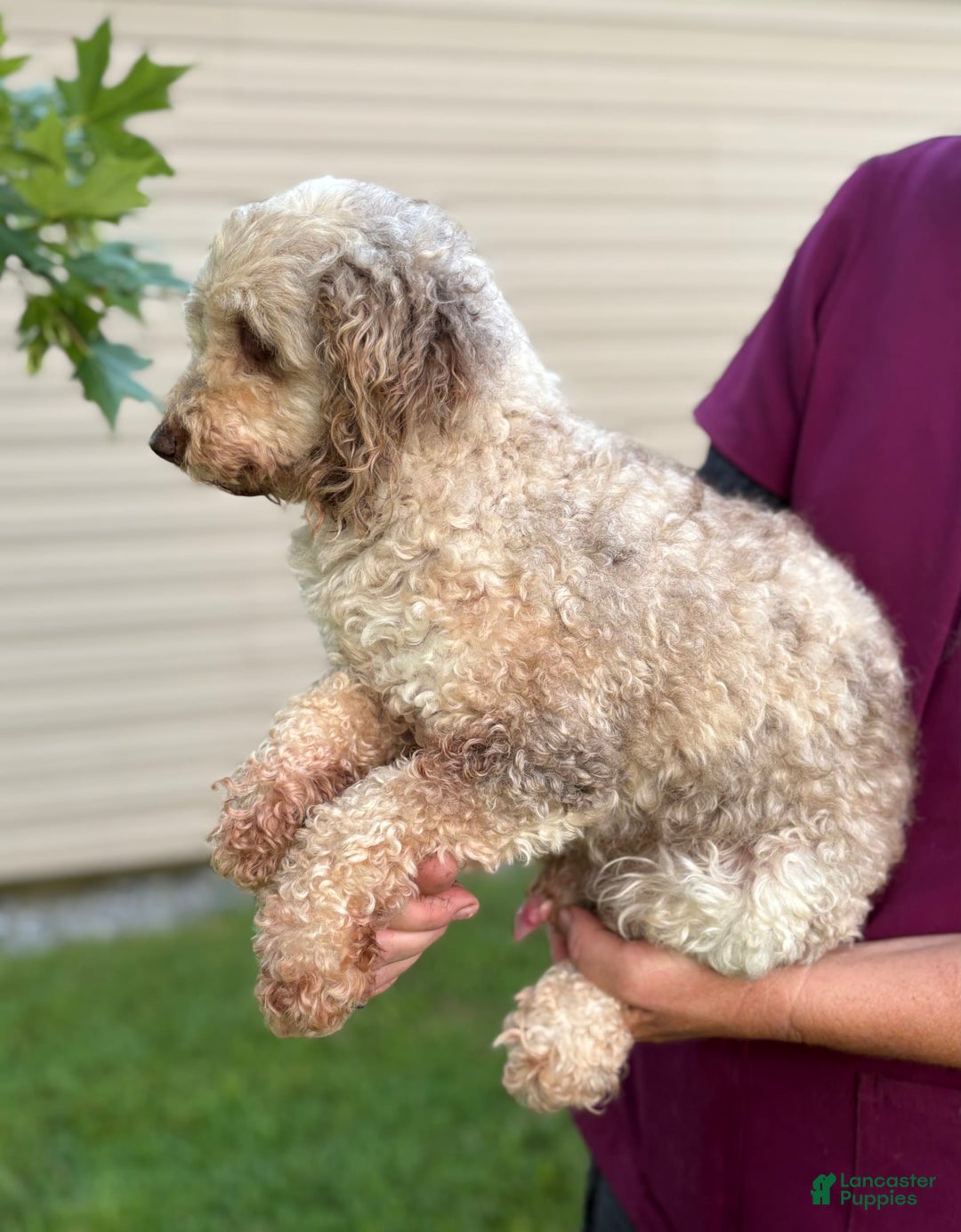 Aussiedoodle dogs for sale: Richie - Image 18