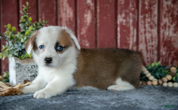 Welsh Corgi Pembroke dogs for sale - Ad 2