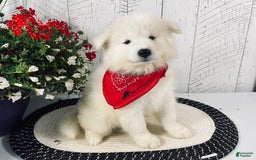 Samoyed dogs for sale: Perla - Image 2