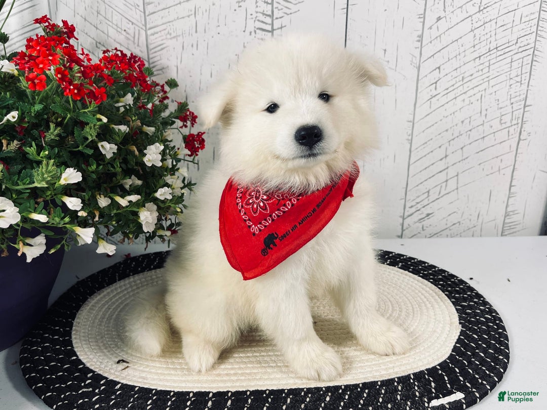 Samoyed dogs for sale: Perla - Image 2