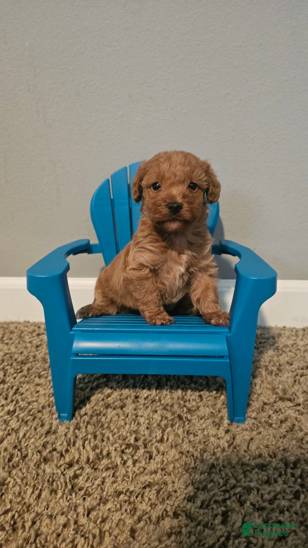 Yorkiepoo dogs for sale: Rita - Image 3