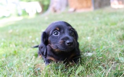 Miniature Dachshund dogs for sale: Mace - Image 7