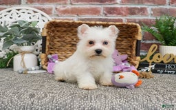 West Highland Terrier dogs for sale: Dominique - Image 5