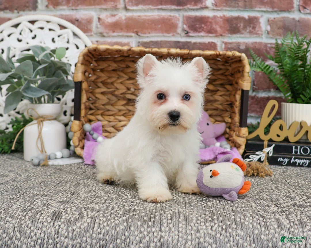 West Highland Terrier dogs for sale: Dominique - Image 5