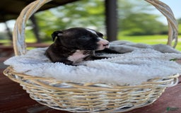 American Bully dogs for sale: Shadow - Image 2