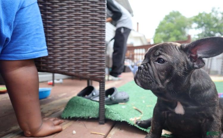 French Bulldog dogs for sale - Ad 3