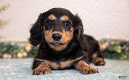 Miniature Dachshund dogs for sale: Joyce - Image 1