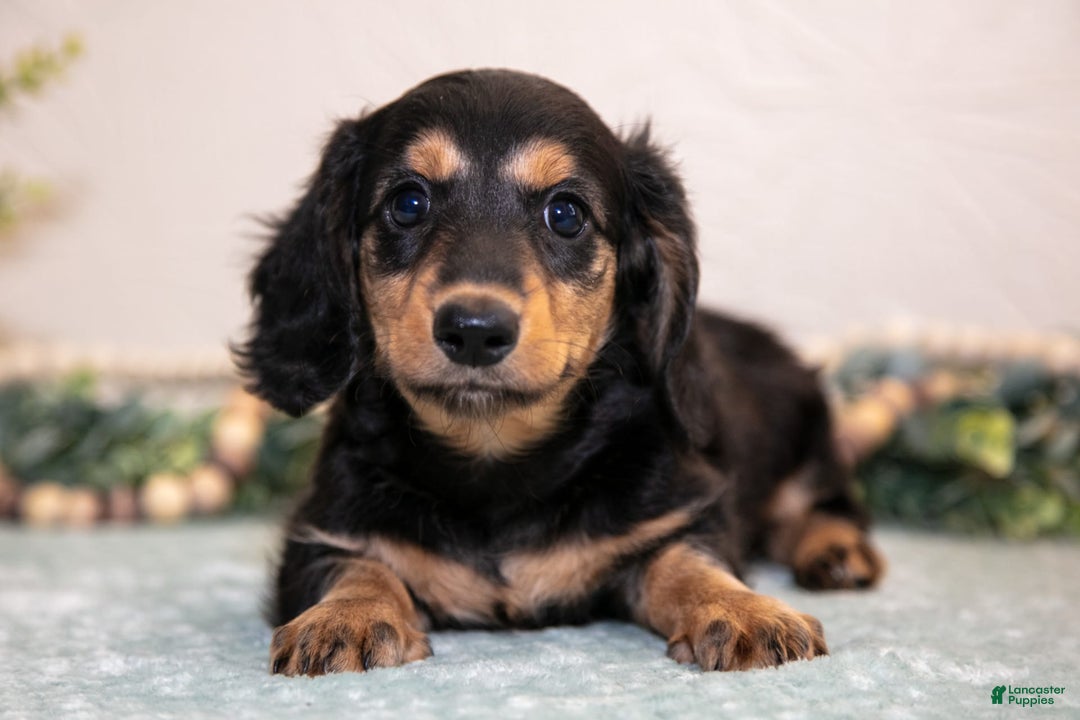 Miniature Dachshund dogs for sale: Joyce - Image 1
