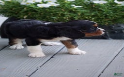 Cavalier King Charles Spaniel dogs for sale: Dylan - Image 2