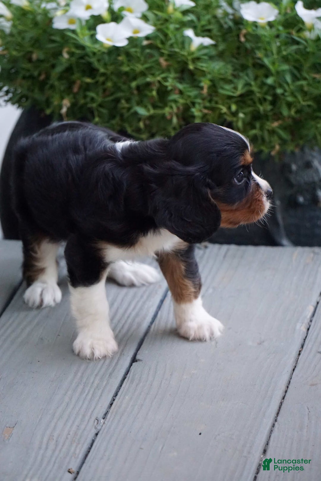 Cavalier King Charles Spaniel dogs for sale: Dylan - Image 2