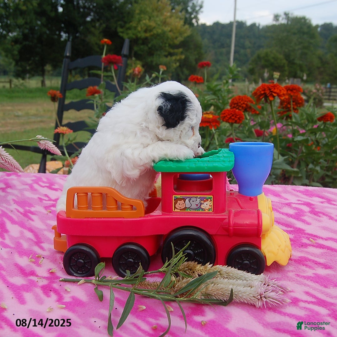 Toy Poodle dogs for sale: Bonnie - Image 2