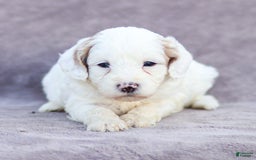Goldendoodle dogs for sale: Odessa - Image 12