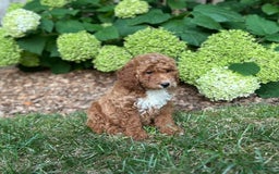 Mini Goldendoodle dogs for sale: Shadow - Image 3