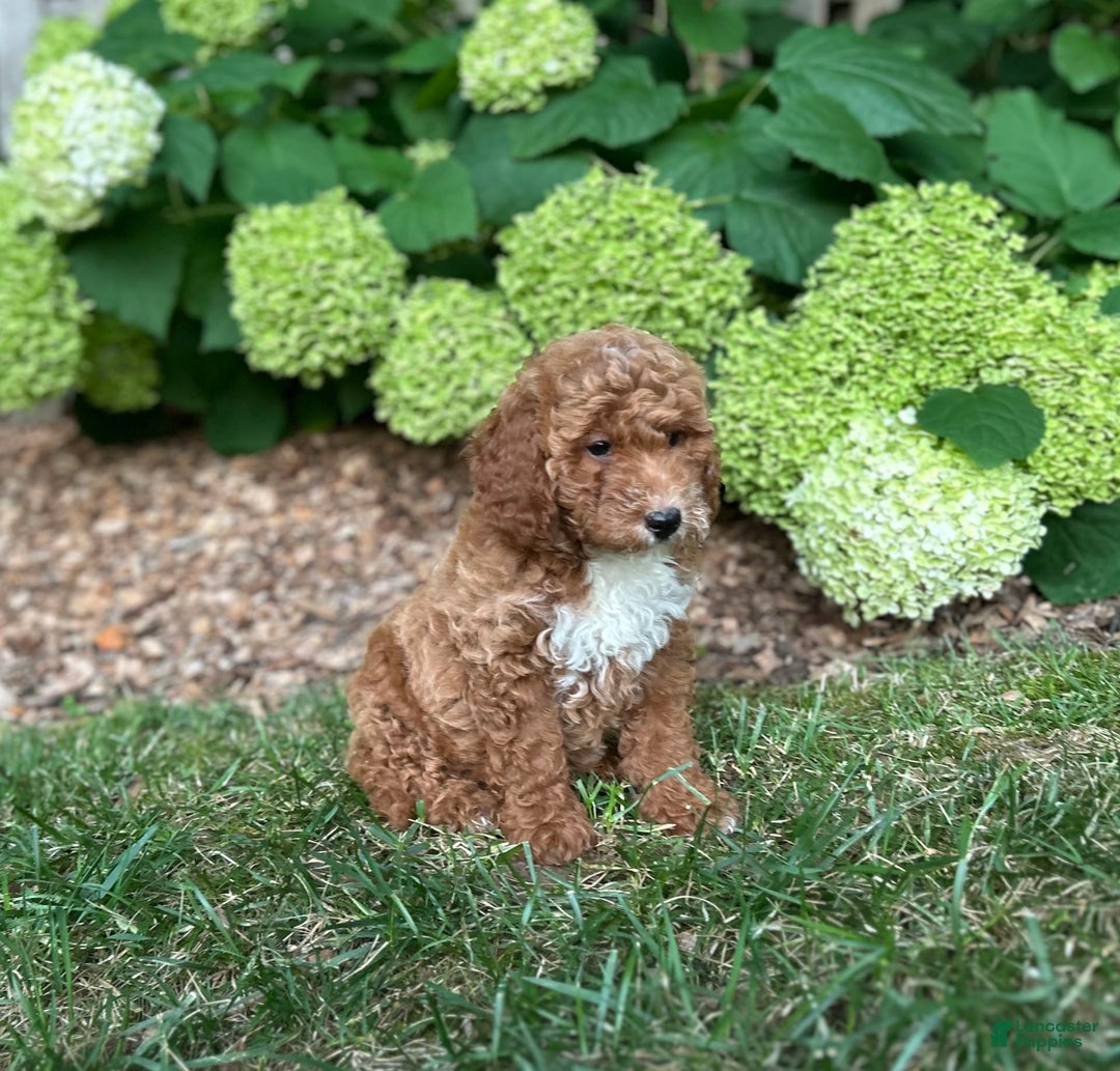 Mini Goldendoodle dogs for sale: Shadow - Image 3
