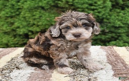 Havapoo dogs for sale: Wren - Image 2