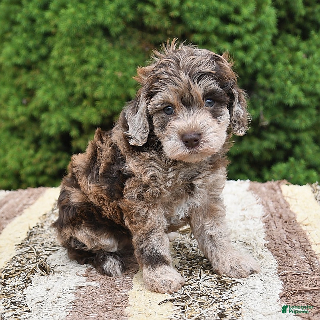 Havapoo dogs for sale: Wren - Image 2