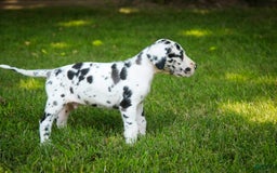 Great Dane dogs for sale: Legend - Image 4
