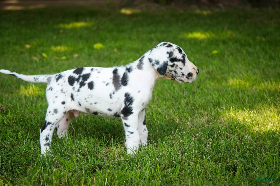 Great Dane dogs for sale: Legend - Image 4