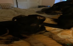 Belgian Malinois dogs for sale: Nadja - Image 6