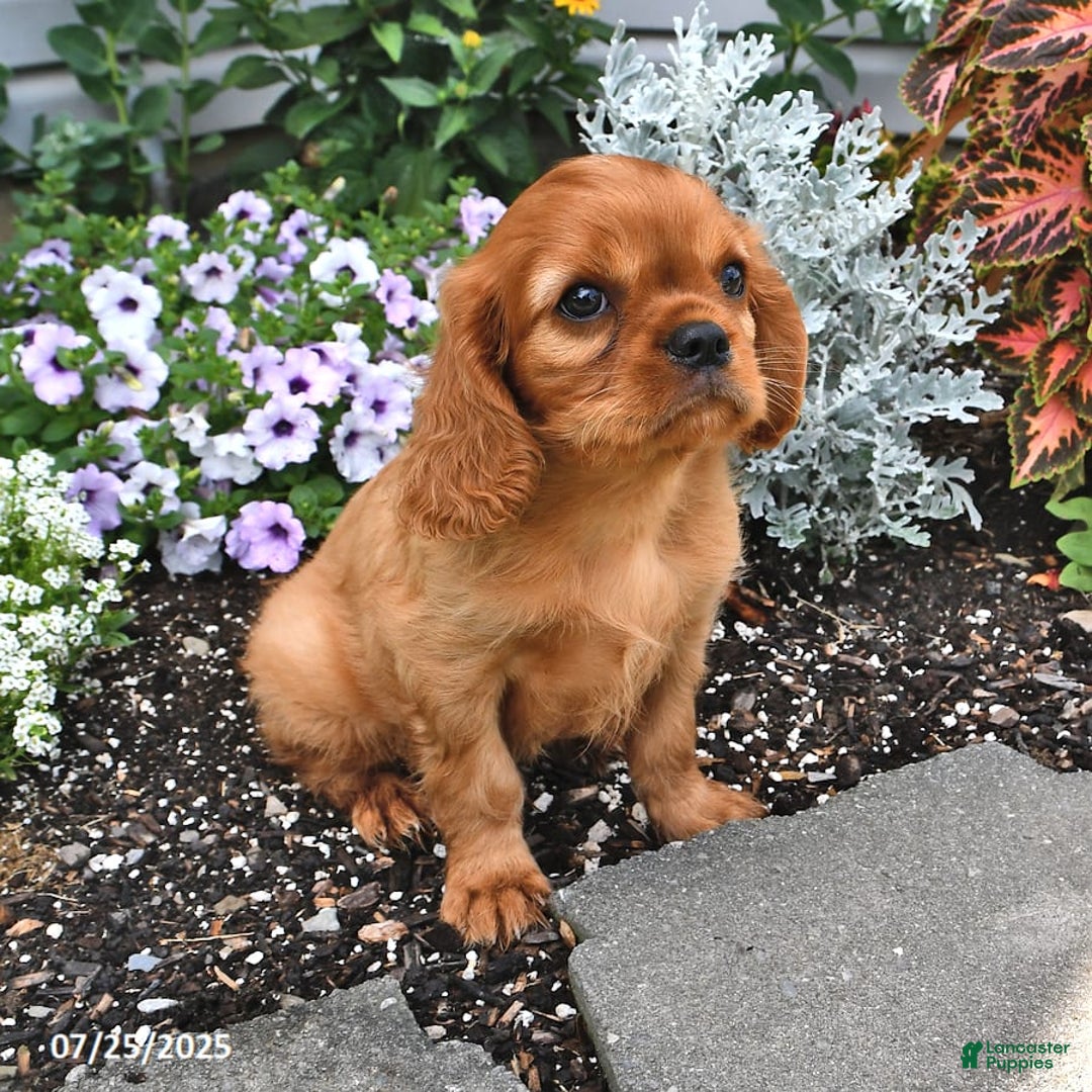 Cavalier King Charles Spaniel dogs for sale: Charlie - Image 14