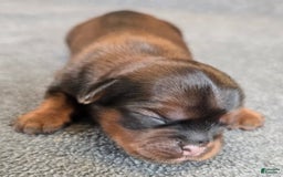 Shorkie dogs for sale: Pepper - Image 8