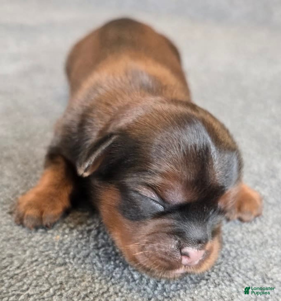 Shorkie dogs for sale: Pepper - Image 8