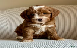 Mini Goldendoodle dogs for sale: Wrangler - Image 2