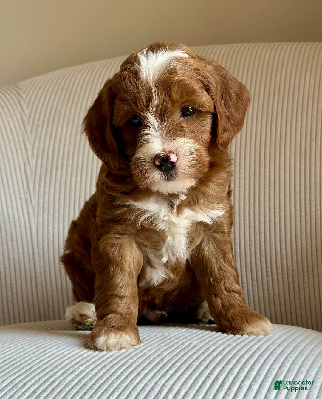 Mini Goldendoodle dogs for sale: Wrangler - Image 2