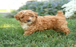 Toy Poodle dogs for sale: Biscotti - Image 2
