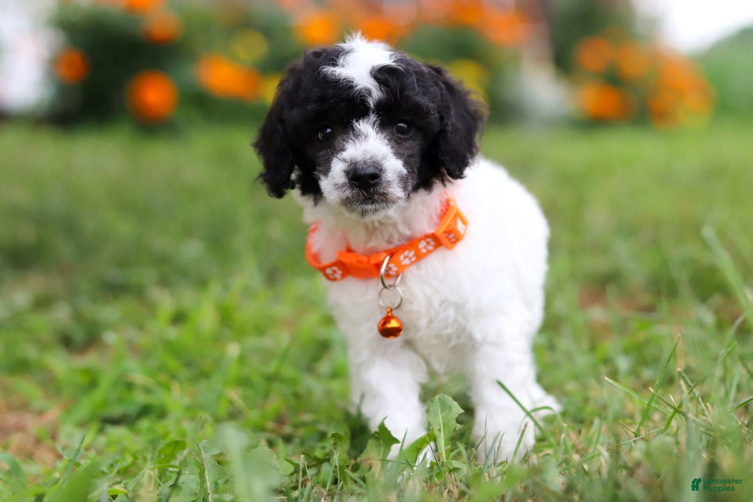 Miniature Poodle dogs for sale: Oreo - Image 5